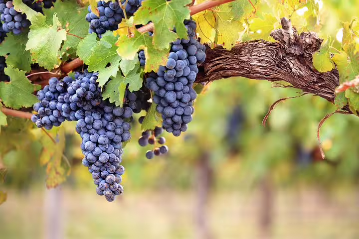 Lush grapevines at an organic winery, part of our Montserrat tour experience.