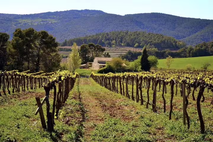 Scenic vineyard view with lush green rows and Montserrat mountains in the background, perfect for an organic winery tour.