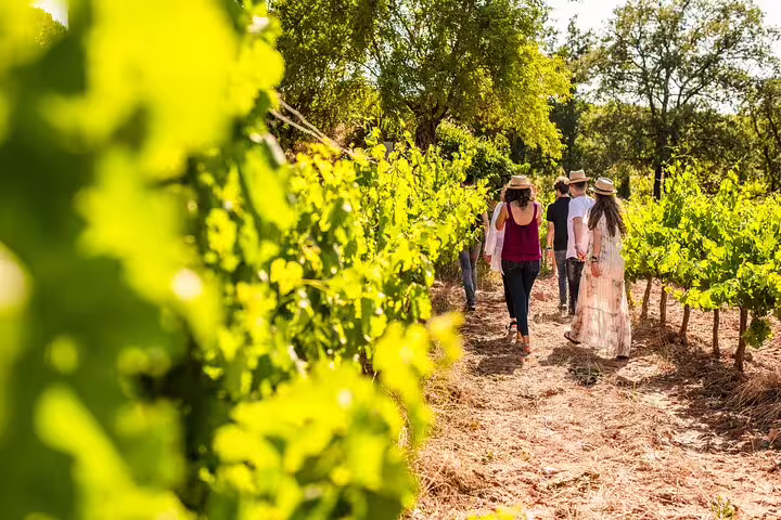 Group of tourists walking through vibrant vineyards on a sunny Montserrat tour.