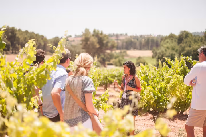 Tour group exploring a lush vineyard in Montserrat on a sunny day, enjoying a guided tapas and wine tasting experience.