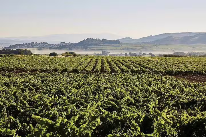 Lush vineyard landscape under a clear sky, an inviting site for a Montserrat private tour and wine tasting.
