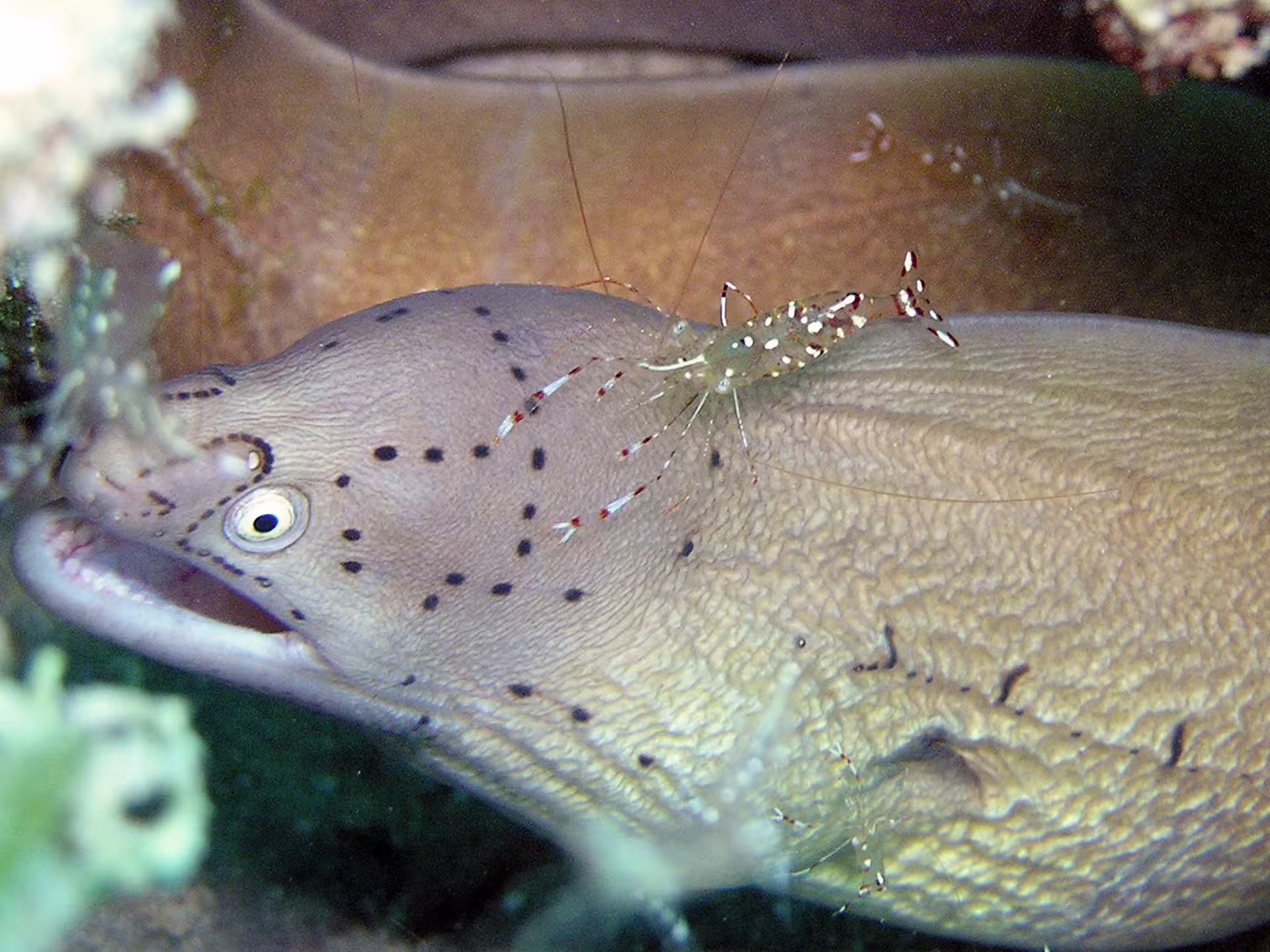 Close-up of moray eel with cleaner shrimp on Red Sea reef, snorkeling in Port Ghalib Egypt