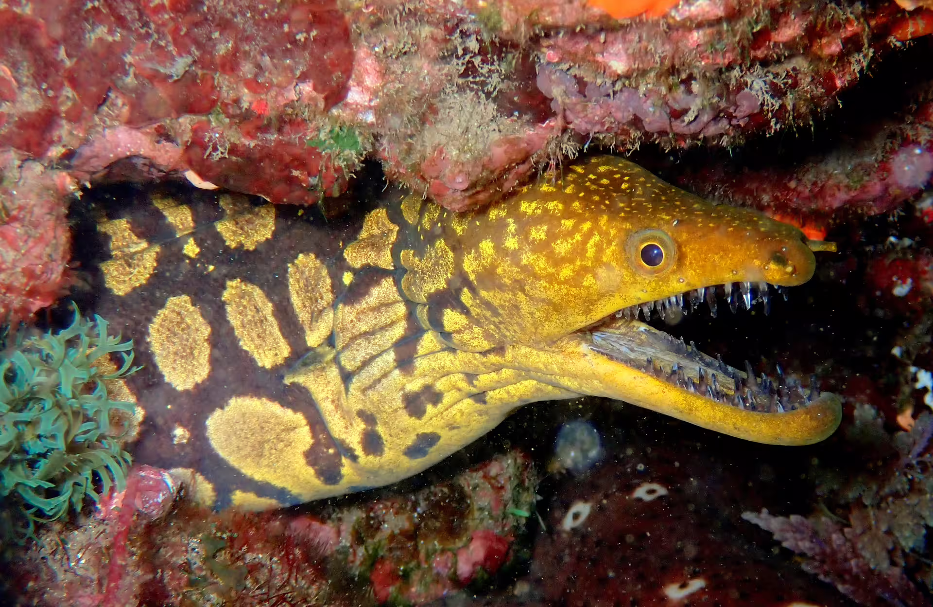 Close-up of a vibrant moray eel in Garajau Marine Reserve, showcasing colorful coral reef habitat during a single dive tour.