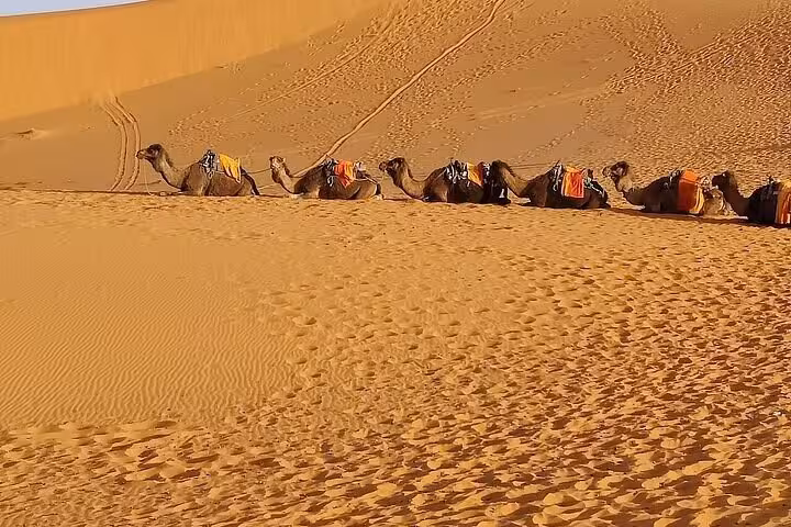 Camels resting on the sunlit sands of the Moroccan desert, a key highlight of the 5-day tour from Fes to Marrakech.