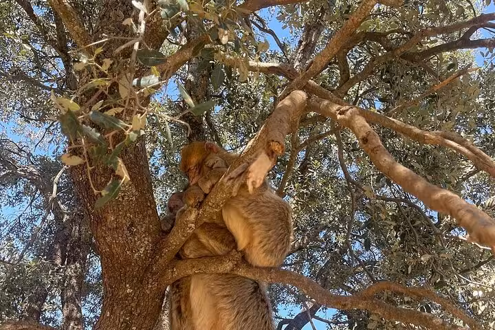 Two playful monkeys nestled in the branches of a tree, showcasing Morocco's natural wildlife on a desert tour.