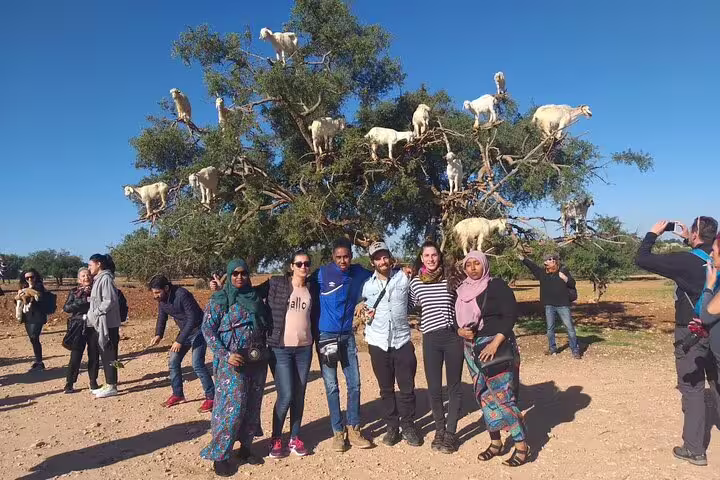 Tour group at Essaouira goat tree stop, a fun highlight on Morocco 12 days tour from Casablanca