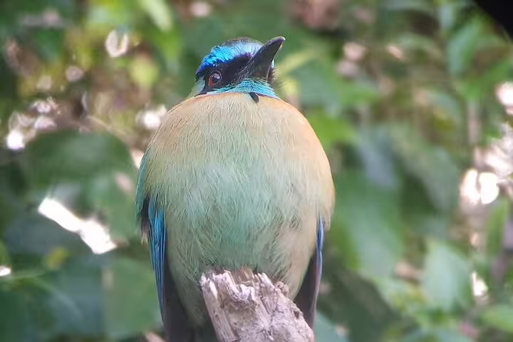 Vibrant motmot perched on a branch in Cloud Forest, perfect for Curi-Cancha birdwatching tour enthusiasts.