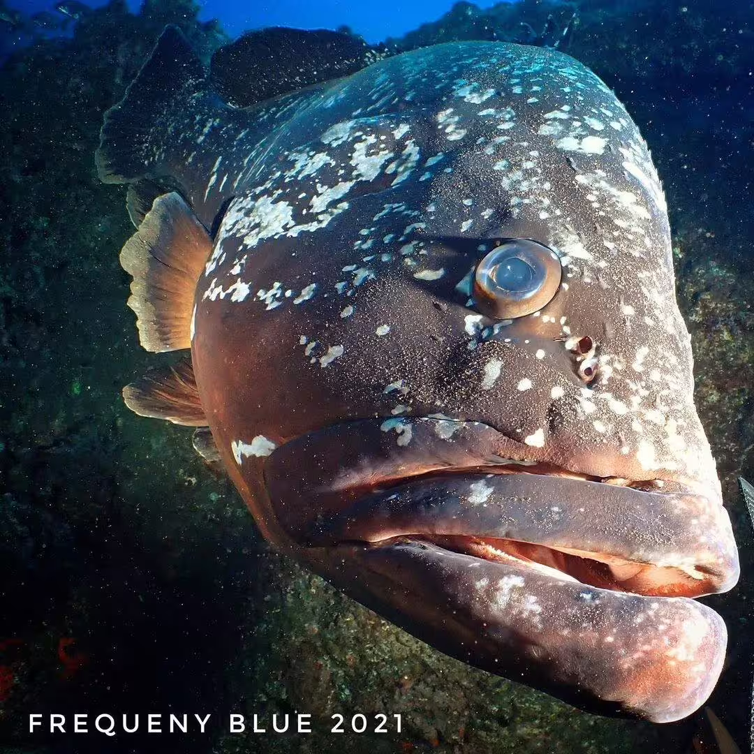 Close-up of a mottled grouper fish in Garajau Marine Reserve, showcasing vibrant underwater life on a dive tour.