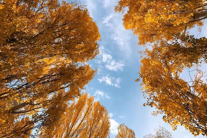 Autumn poplar canopy along the Mount Ararat trekking route, part of an all-inclusive 7-day private climb