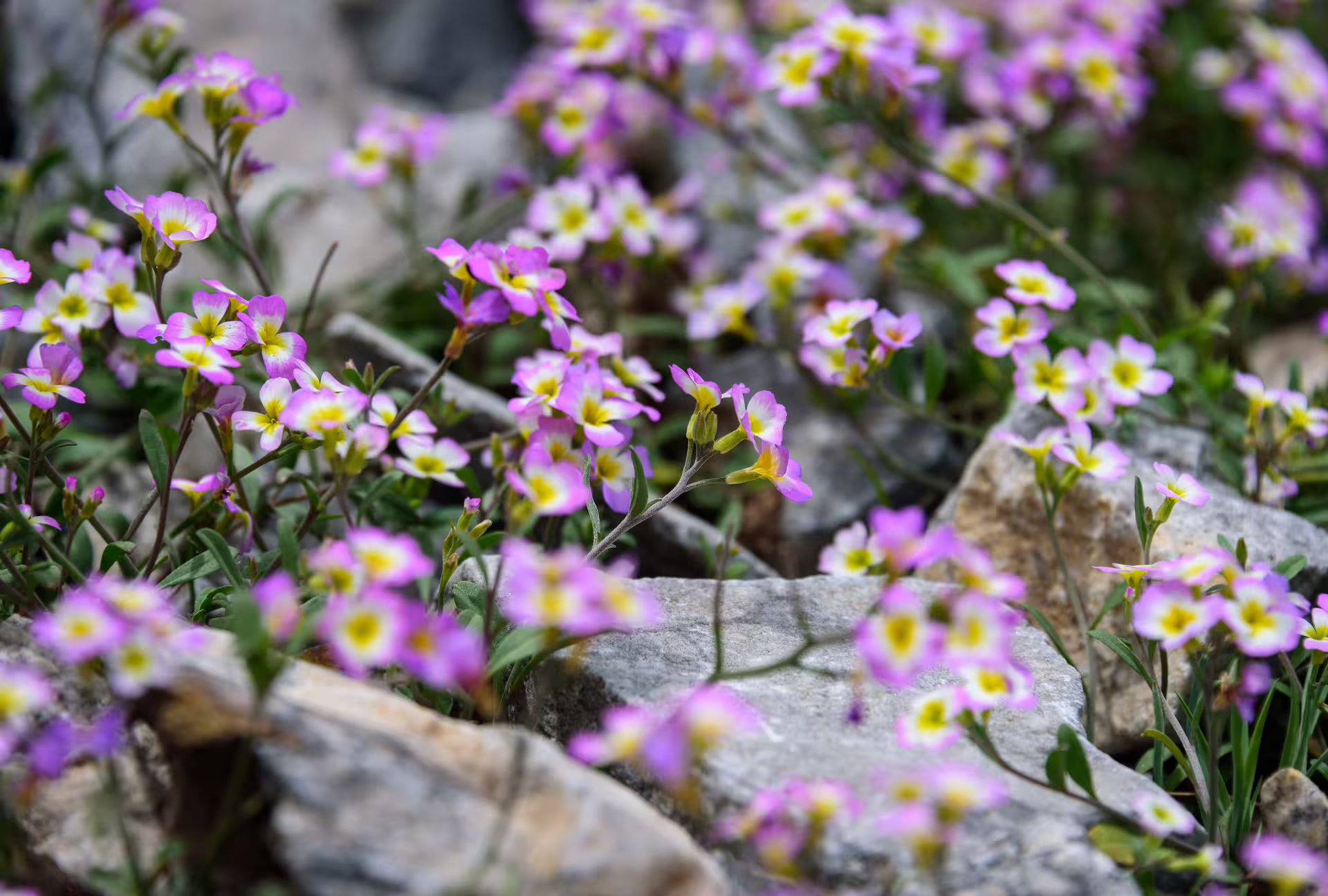 Pink alpine wildflowers blooming among rocks on Mount Taygetos trail, scenic Greece summit hike at 2407m