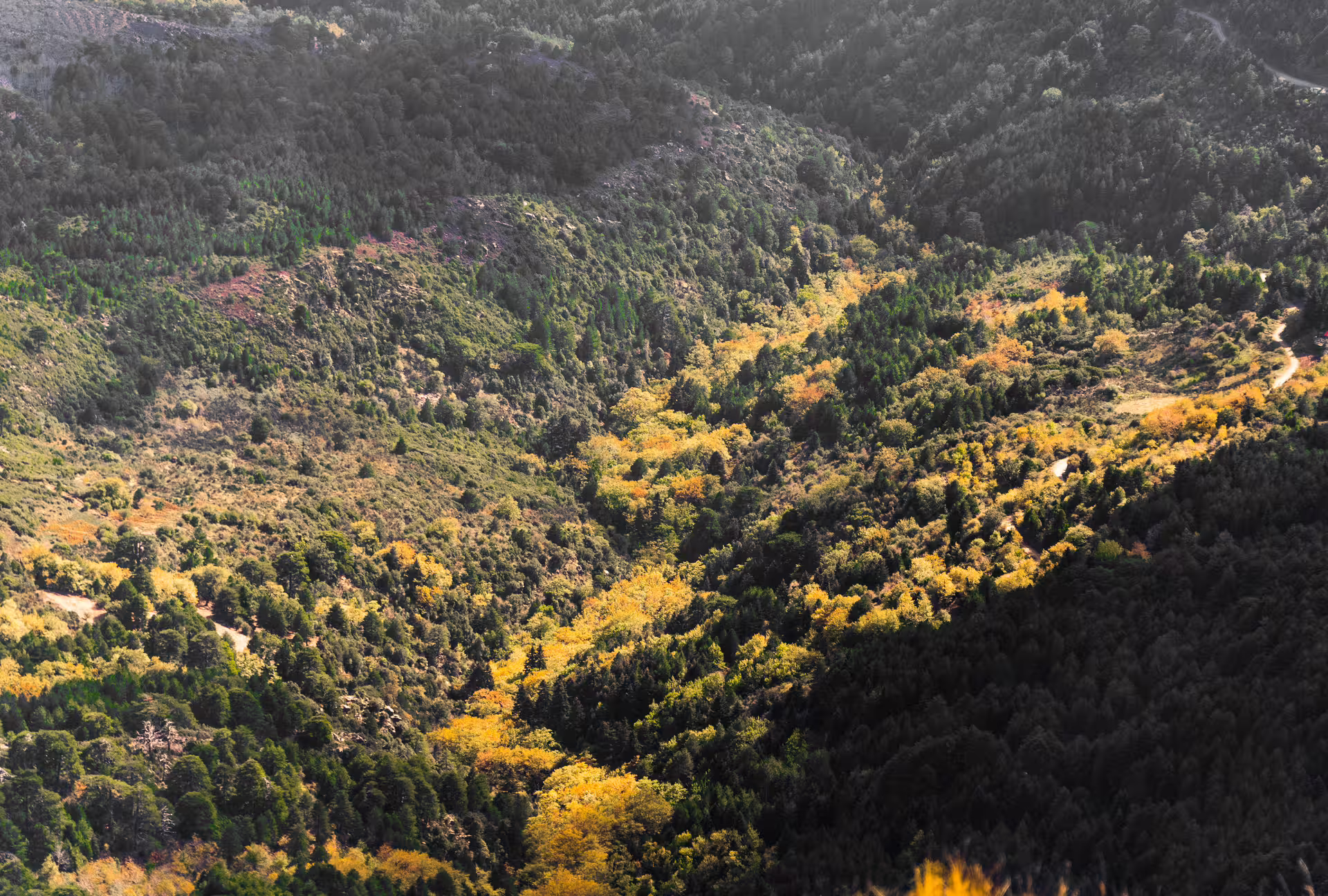 Autumn forest valley on Mount Taygetos, Greece, scenic view along the hiking route to the 2407m summit