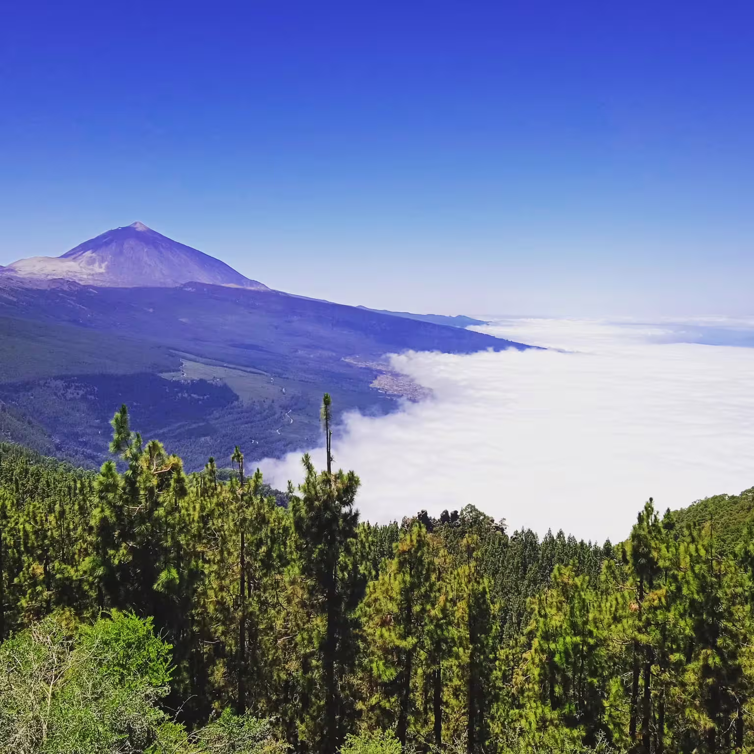 Breathtaking view of Mount Teide rising above lush green forests and a sea of clouds, perfect for Tenerife adventures.