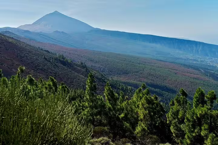 Stunning view of Mount Teide surrounded by lush forests on Tenerife Island, perfect for nature lovers and hikers.