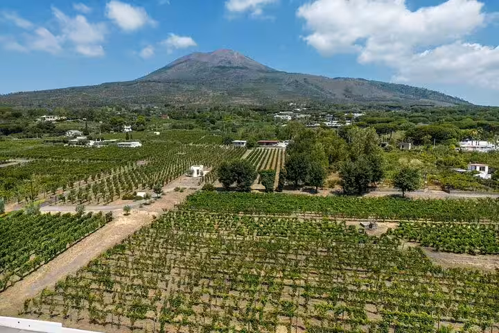 Vineyards on Mount Vesuvius slopes near Naples, scenic stop on private Pompeii and winery escape tour