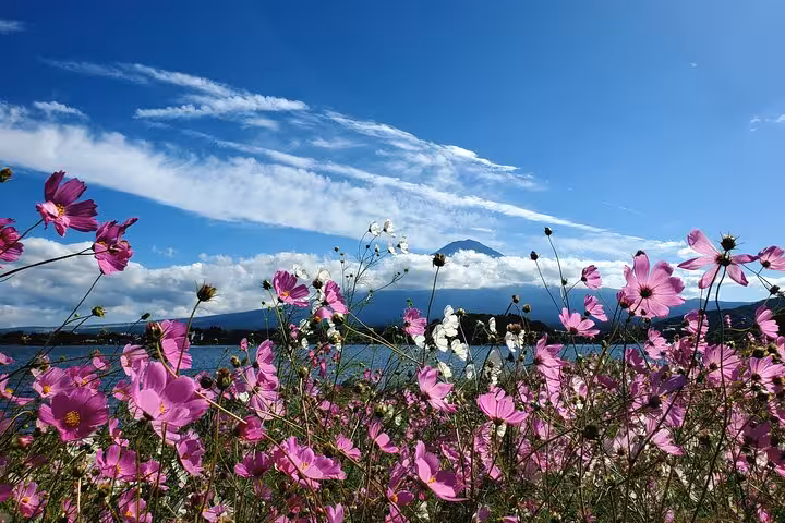 Pink and white flowers bloom with Mt. Fuji towering in the background on the English guided tour from Yokohama.