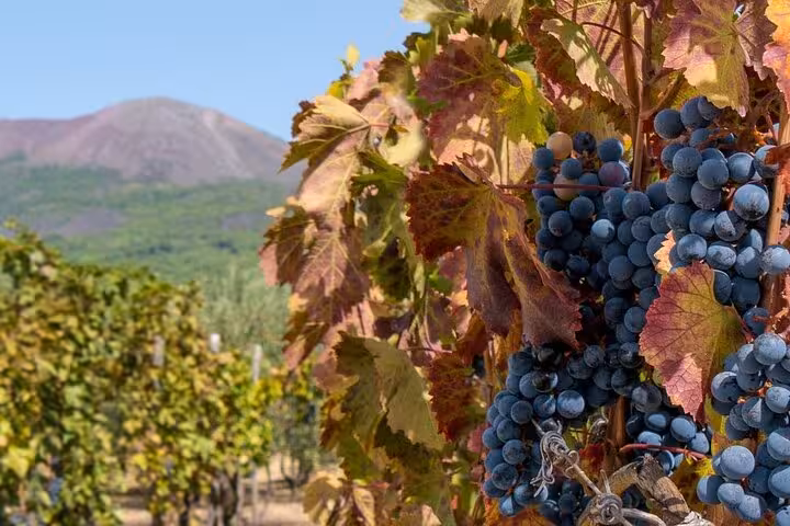 Ripe grapes in a vineyard near Mt. Vesuvius, featuring on the Naples tour with vineyard lunch package.