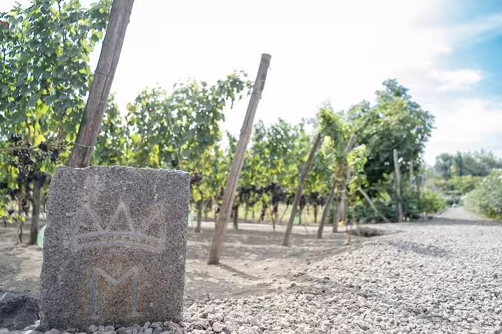 Sunlit vineyard path near Mt Vesuvius with rustic stone marker, ideal for winery tours and wine tasting in Campania
