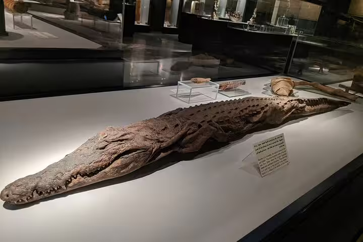 Mummified crocodile exhibit at Luxor Mummification Museum on half-day tour with expert Egyptology guide