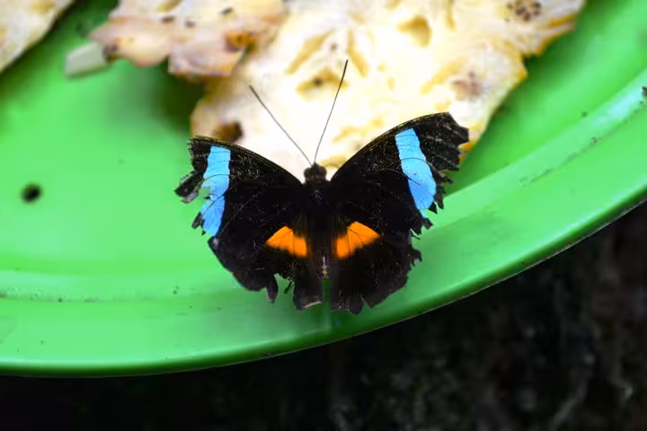 Colorful butterfly at MUSA Amazonian Museum transportation tour, Amazon rainforest nature exhibit in Manaus
