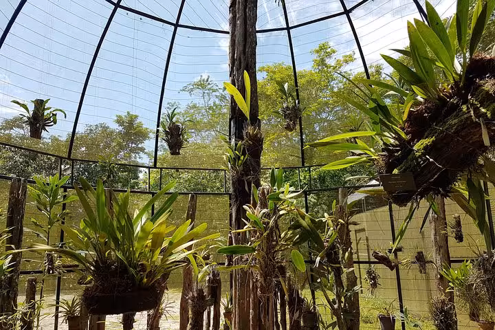 Tropical greenhouse with Amazon plants at MUSA Amazonian Museum in Manaus, with easy round-trip transportation
