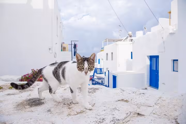 Cat on a sunlit lane among white Cycladic houses in Mykonos, scenic stop on the From Athens day tour