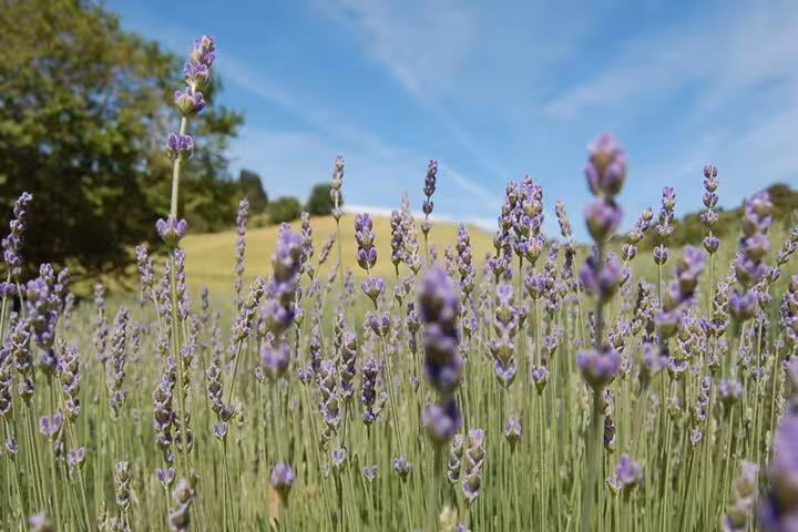 Lavender blooms in the Mykonos countryside, fragrant nature stop on the 5 Senses Experience for cruisers