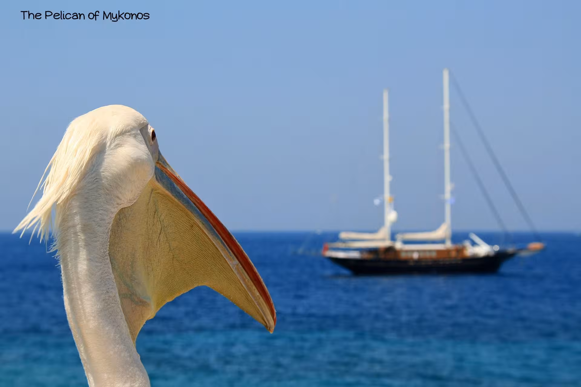 Mykonos pelican by the Aegean Sea with sailing yacht, Athens to Mykonos island-hopping tour highlight