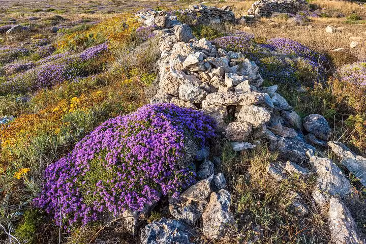 Wild thyme and purple blooms by a stone wall on Mykonos countryside walk, 5-senses nature tour