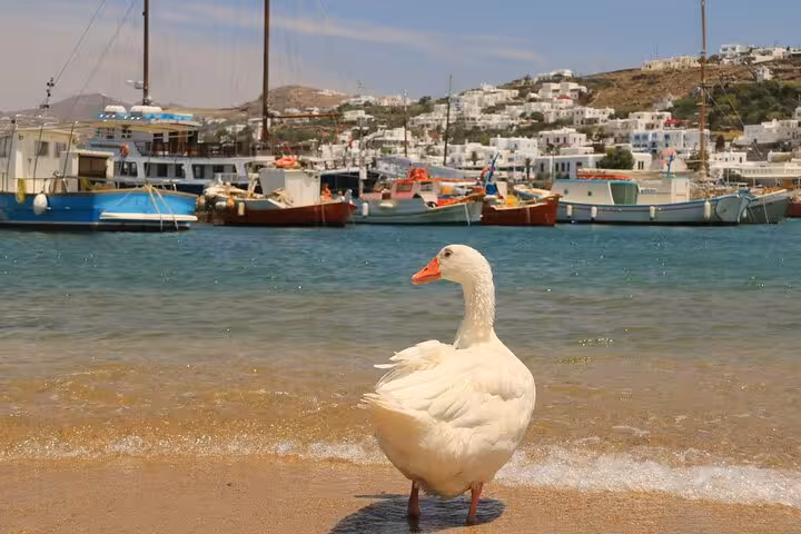White goose on sandy shore with Mykonos harbor boats and hillside village on a private guided tour