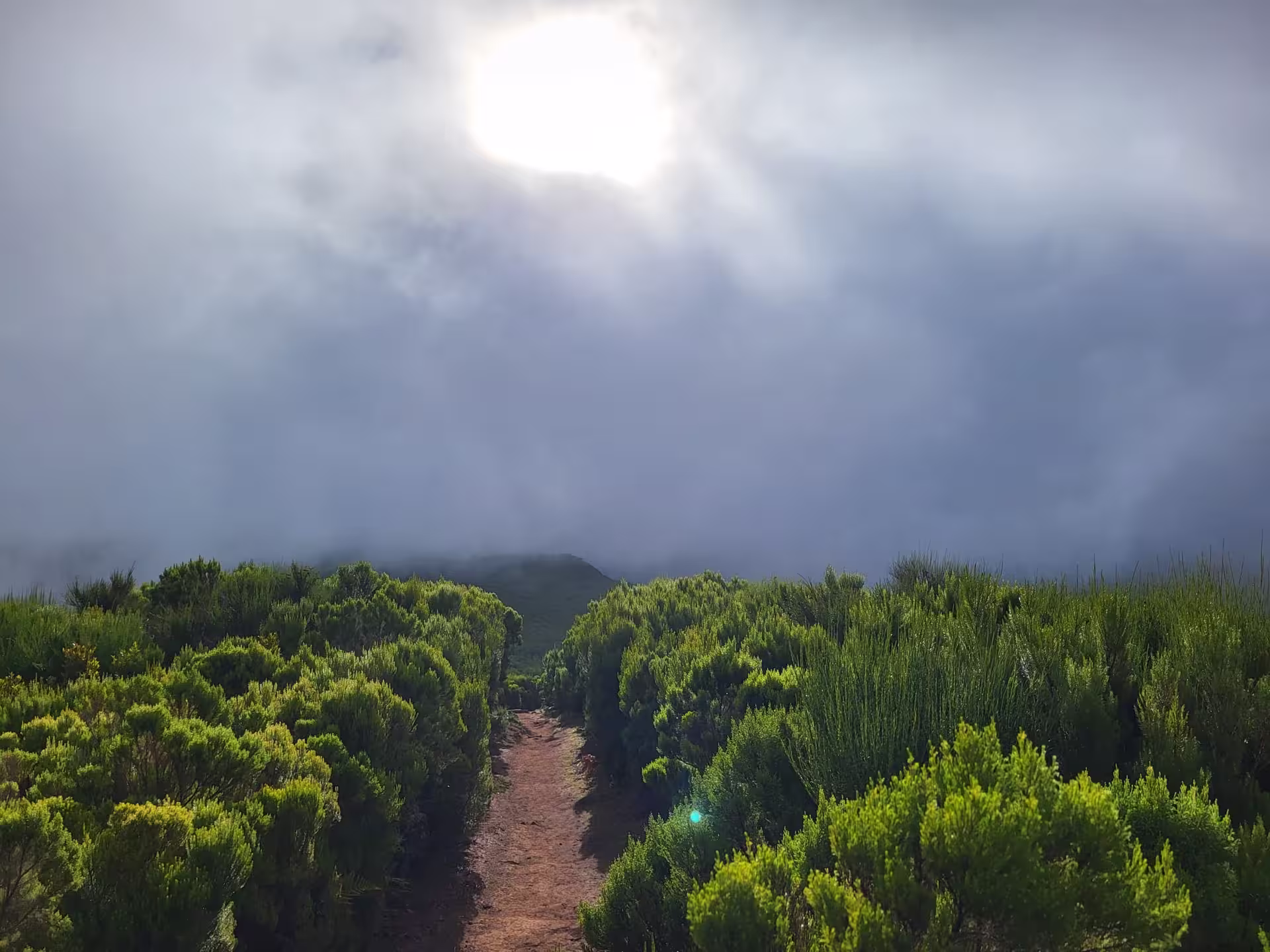 Sunlight pierces through mist over a lush green path on The Mystical Hike, offering a serene adventure.
