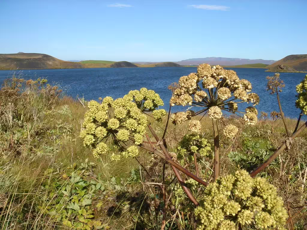 Angelica plants in foreground with Myvatn Lake and volcanic hills under blue sky, Iceland