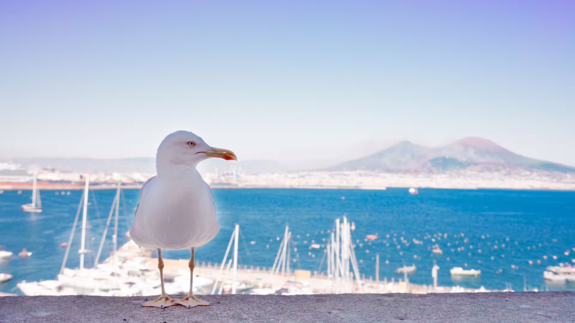 Gabbiano sul lungomare con vista sul Golfo di Napoli, porto turistico e Vesuvio durante tour guidato del centro storico