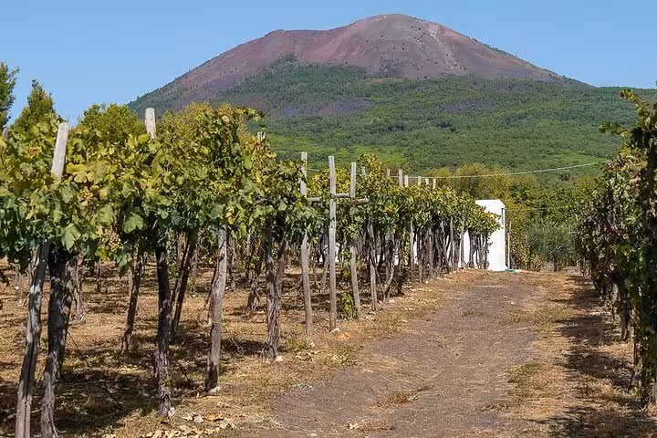 Vineyard at the base of Mount Vesuvius, offering a scenic view on a private Naples winery tour.