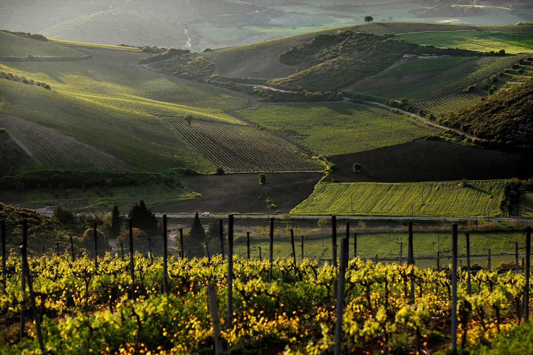 Sunlit Nemea vineyards in the Peloponnese, scenic wine tasting landscape on a private tour from Athens
