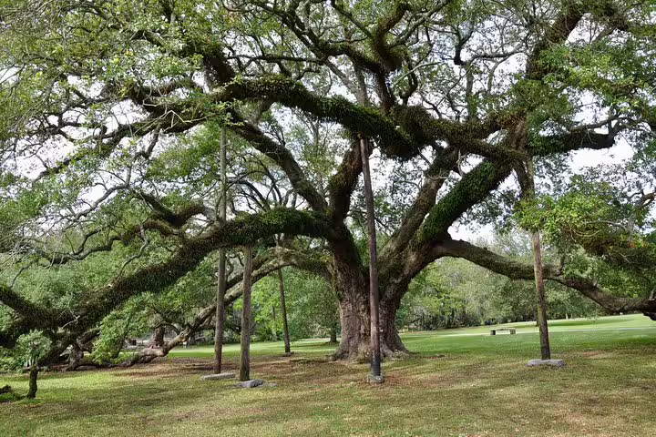 Ancient sprawling live oak tree with moss-covered branches supported by poles in New Orleans City Park