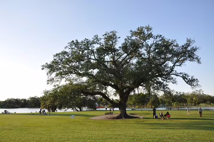 Large ancient oak tree in New Orleans City Park with visitors relaxing on green lawn near lake