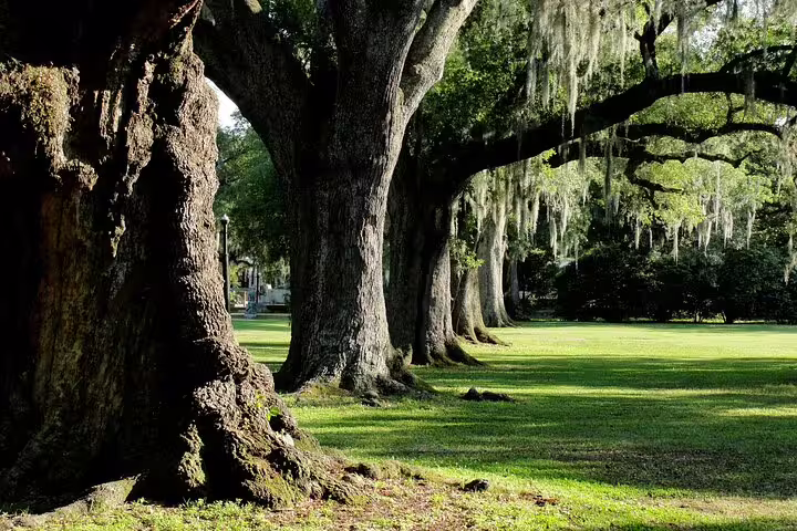 Ancient live oak trees draped with Spanish moss lining a green lawn in New Orleans City Park