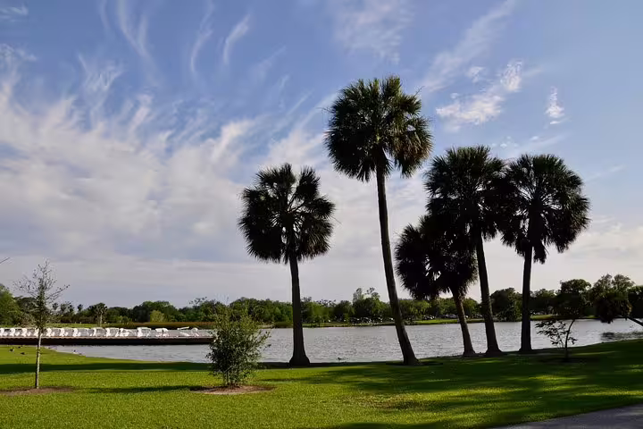 Tall palm trees beside a calm lake in New Orleans City Park on a sunny day