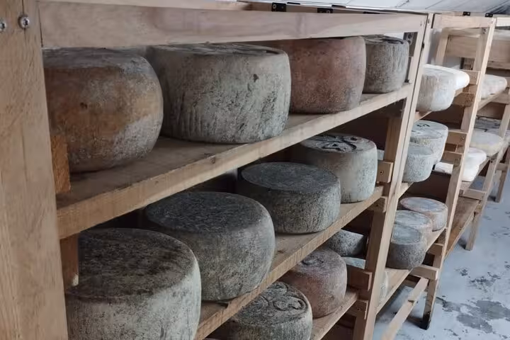 Aged cheese wheels aging on wooden shelves in a French cheese cellar in Nice