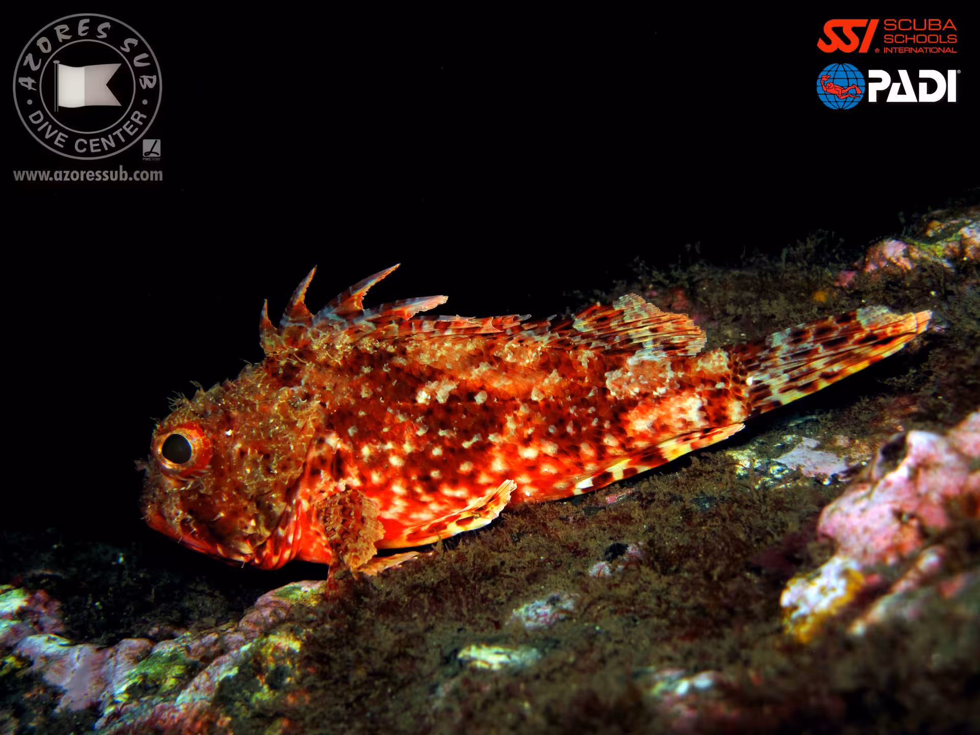 Red scorpionfish resting on rocky seabed during a Night Diver scuba experience in the Azores, seen by torchlight