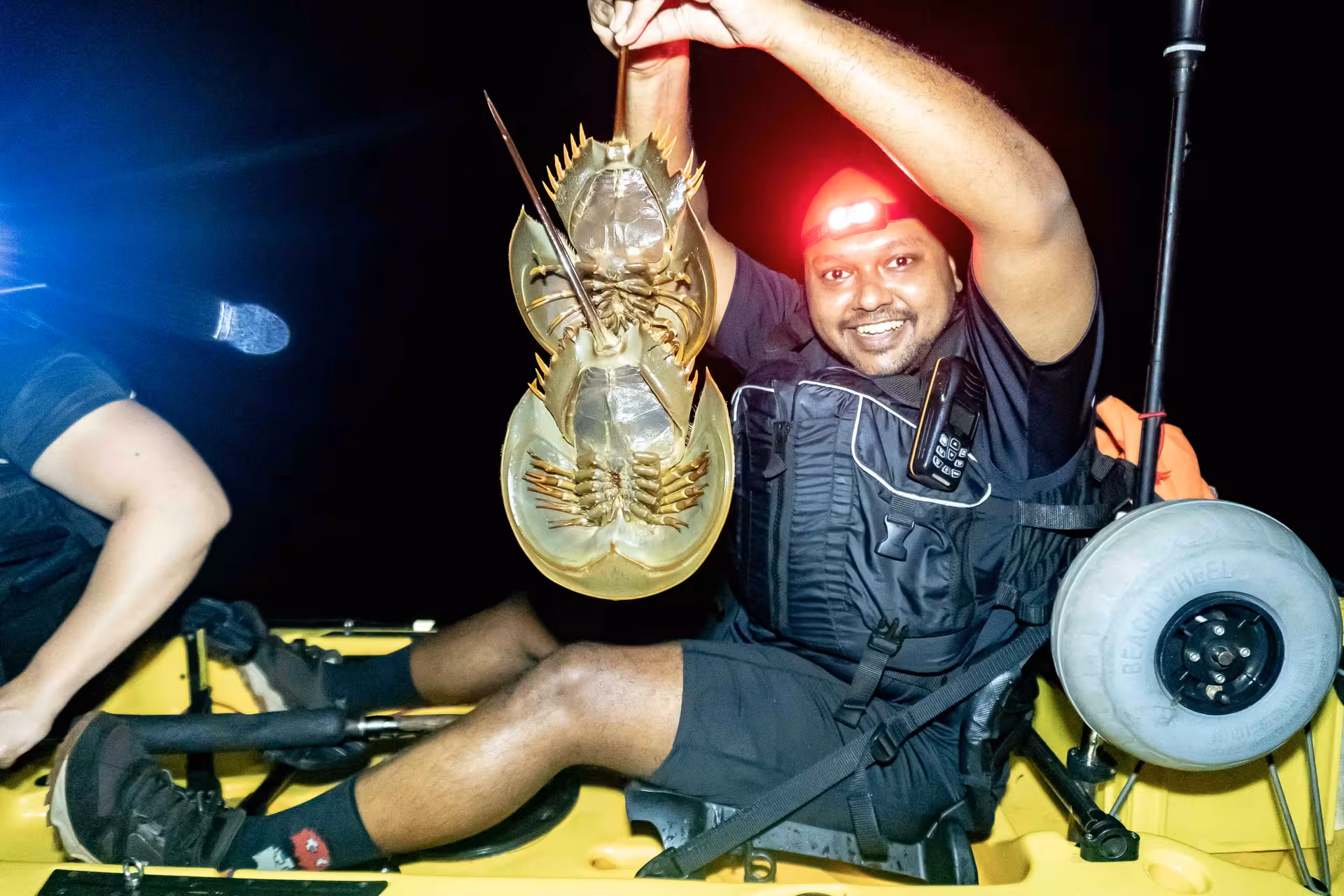 Excited man displays large horseshoe crab caught during night kayak fishing at Pulau Ubin under starry skies.