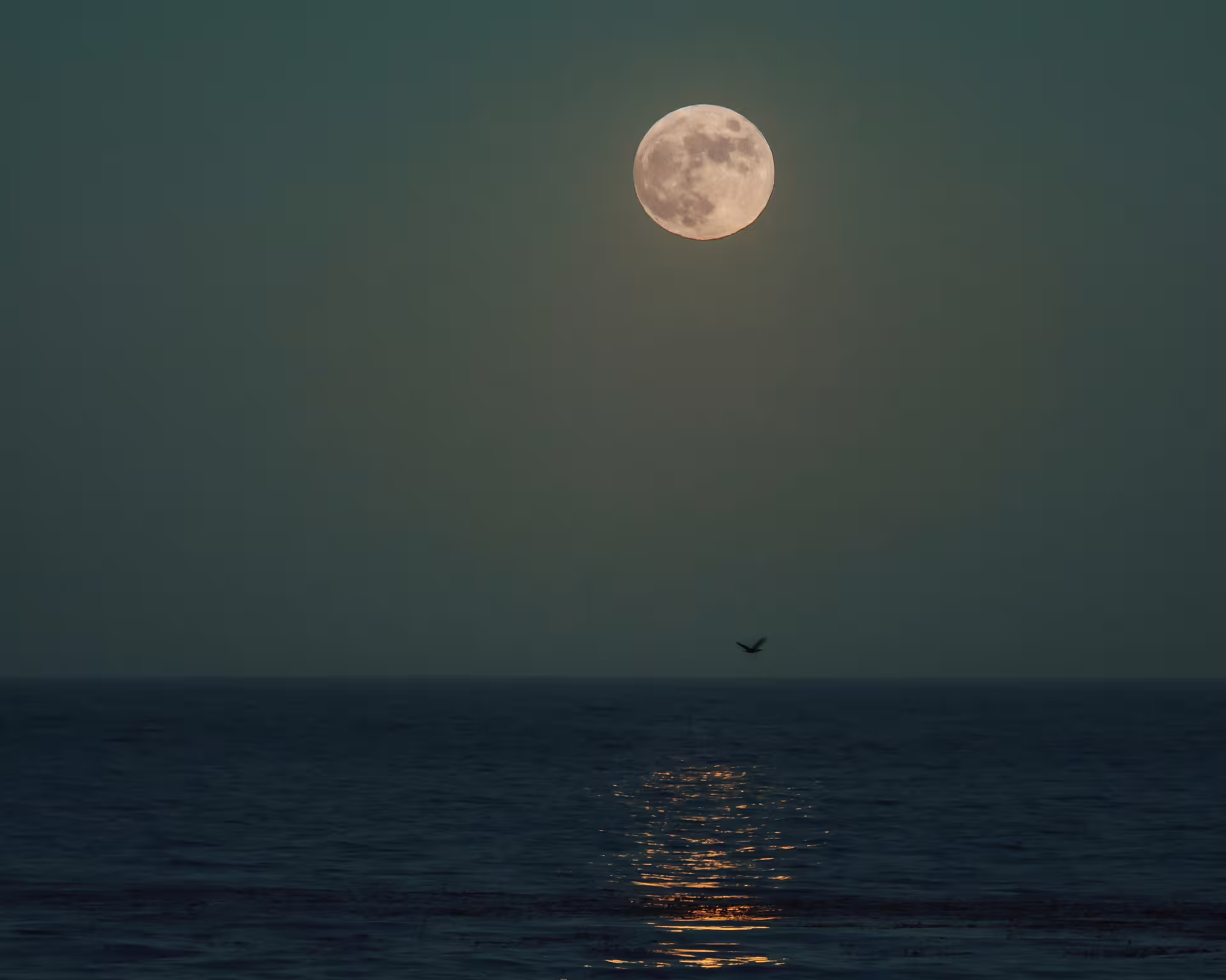 Copper-colored moon with a slight reflection in the sea as it flies above birds.