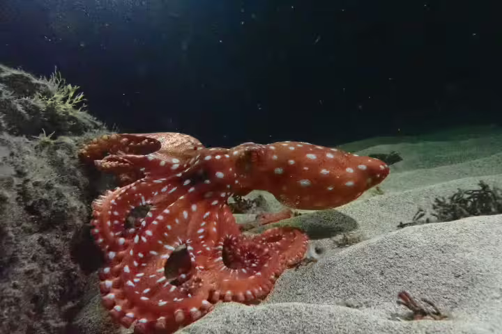 Night snorkeling adventure showcasing a vibrant octopus on a sandy ocean floor, perfect for marine life enthusiasts.