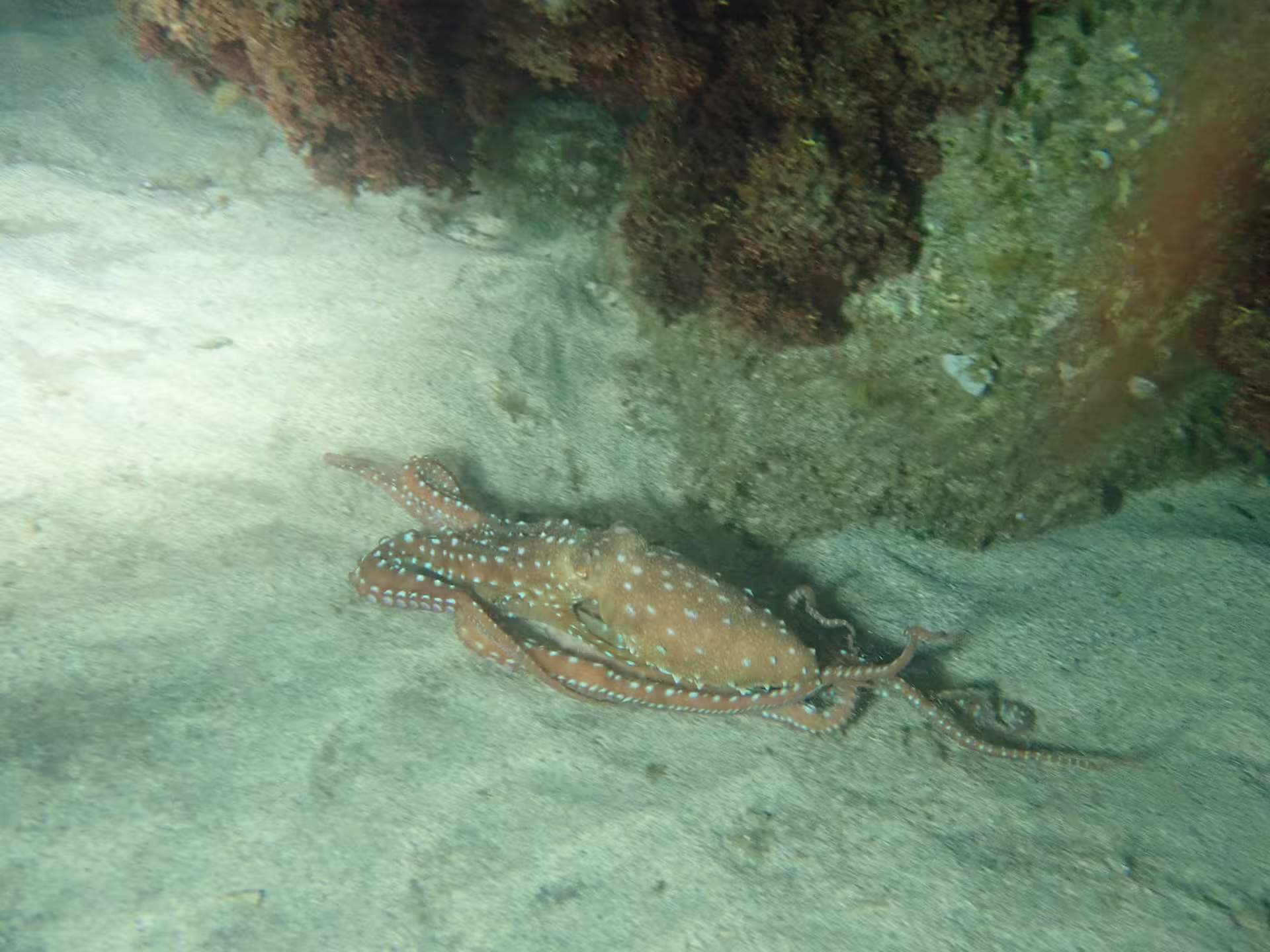 Octopus with white spots explores the ocean floor during an exciting night snorkeling adventure, showcasing marine biodiversity.