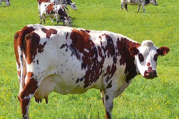 Red and white Normande cow grazing in a lush green field in Normandy, France