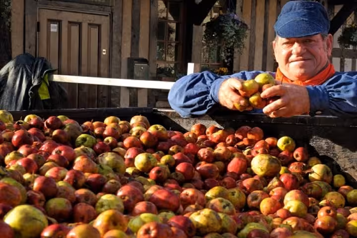 Farmer sorting fresh red apples in a large wooden crate during Normandy harvest