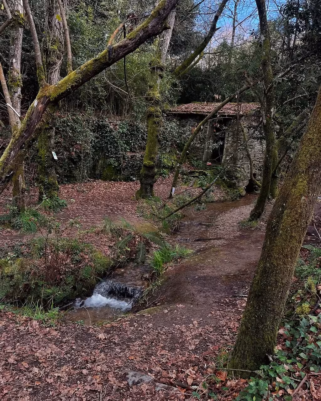 Mossy woodland stream and stone mill ruins on North Coast birdwatching adventure vintage car tour