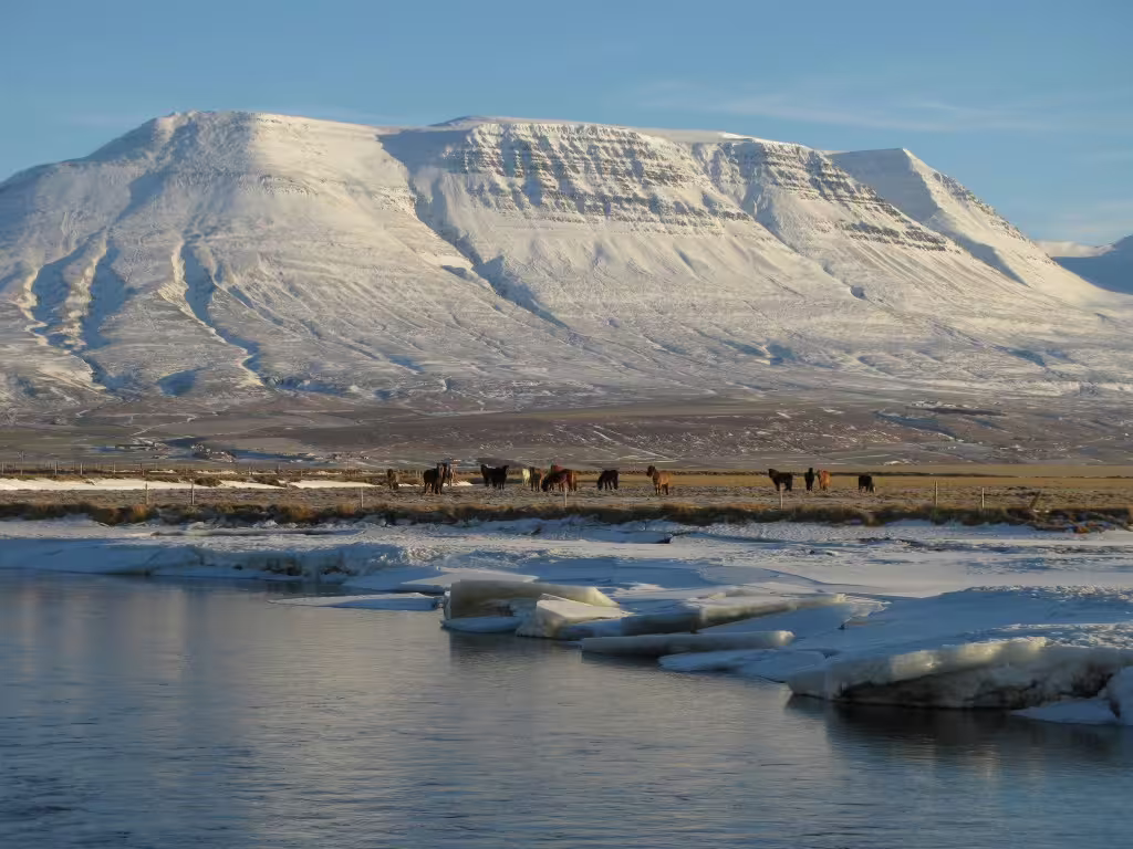 Icelandic horses grazing by icy river with snow-capped flat-topped mountain in North Iceland winter landscape