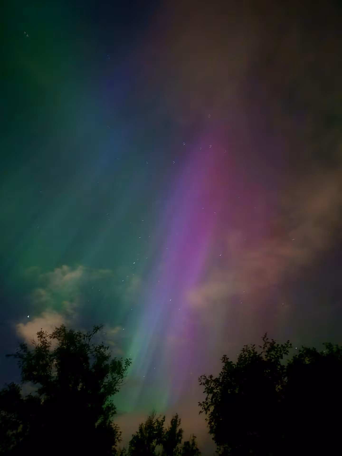 Colorful aurora borealis with green, purple, and pink lights streaking across Iceland's night sky above silhouetted trees