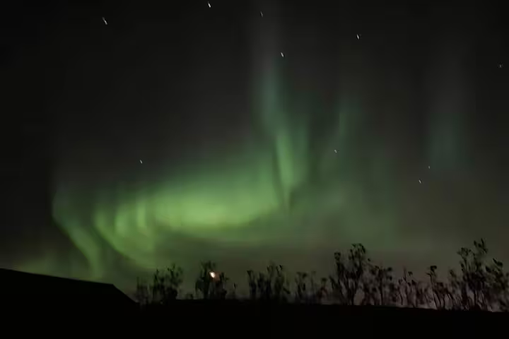 Vivid green aurora borealis swirling over silhouetted trees on a clear night sky